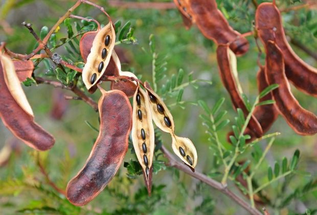 Alpine Native Forage Workshop – SOLD OUT